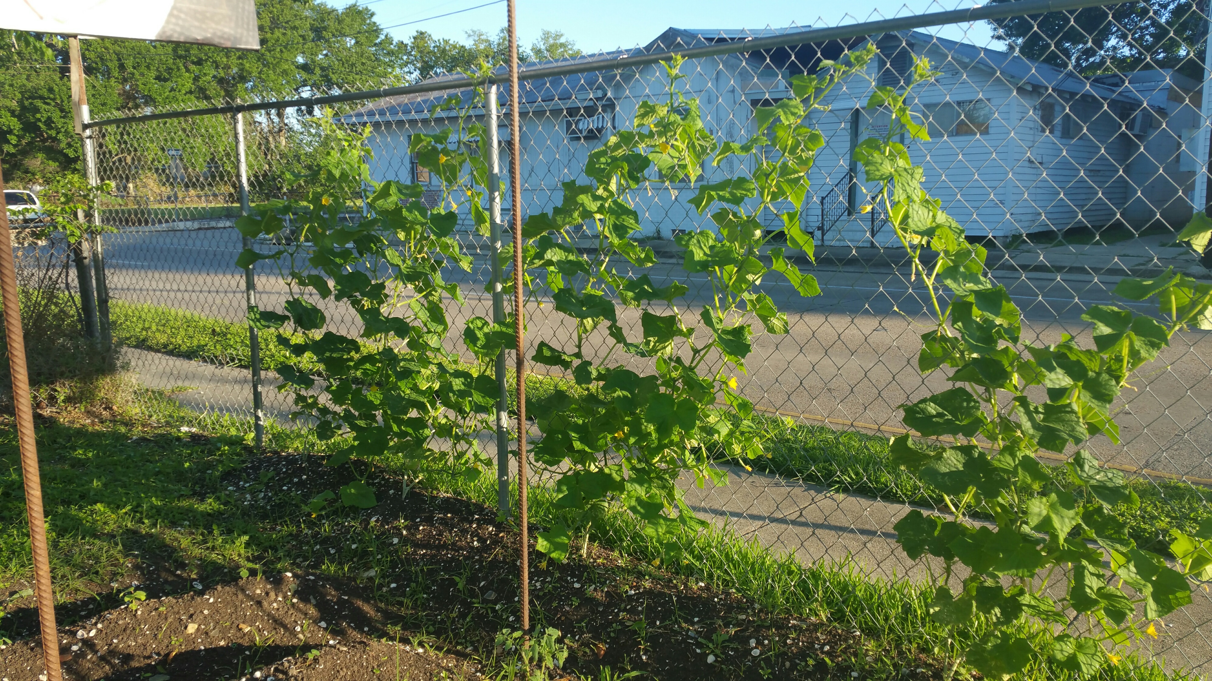 The cucumber family provides many favorite vegetables 